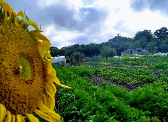 Close up of Sunflower with market garden in background