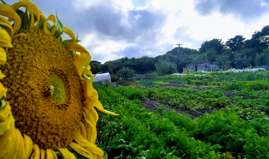 Close up of Sunflower with market garden in background
